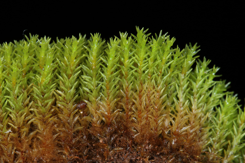 Dichodontium pellucidum